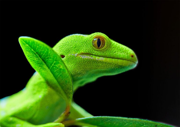 wildlife park northland 768x543