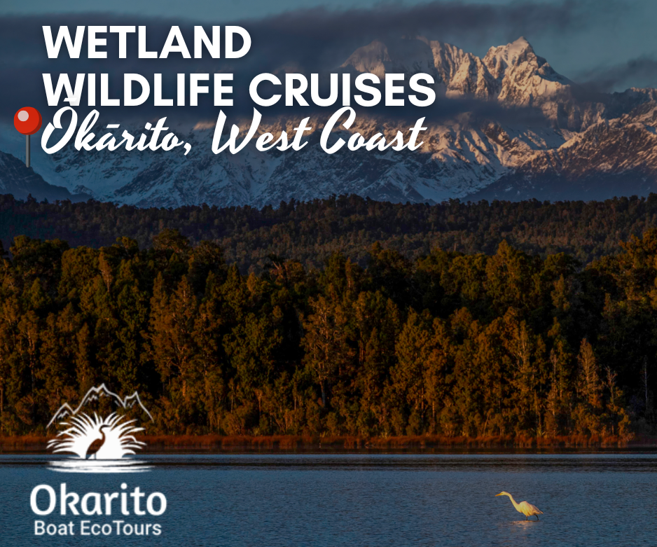 Ōkārito Eco Boat Tours West Coast New Zealand – wetland wildlife cruise with white heron in Ōkārito Lagoon and Southern Alps mountain backdrop.