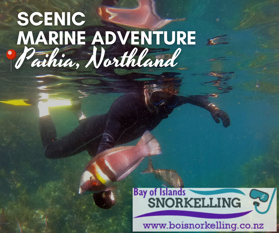 Bay of Islands Snorkelling Tours in Paihia – guided eco-friendly snorkelling trips to Deep Water Cove with vibrant marine life, small-group boat tours, wetsuits provided, hot rinse, and family-friendly snorkel adventures in Northland