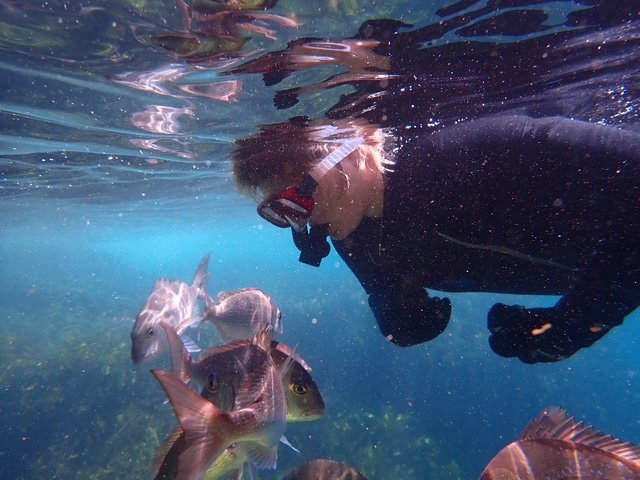 Bay of islands Snorkelling