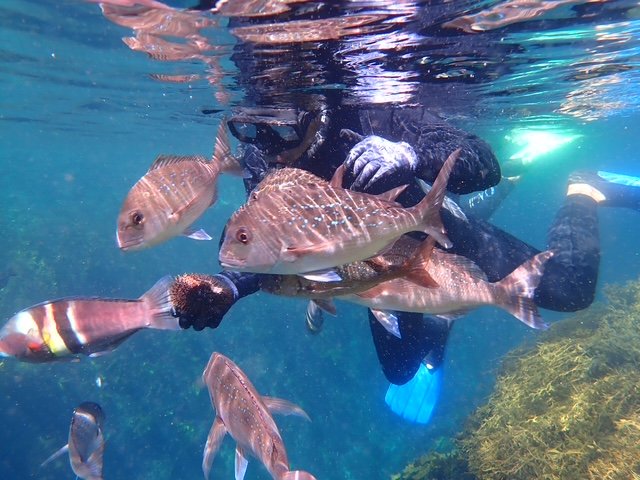 Bay of islands snorkelling 1