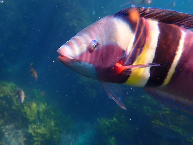 Bay of islands snorkelling colours
