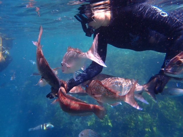 Bay of islands snorkelling fun