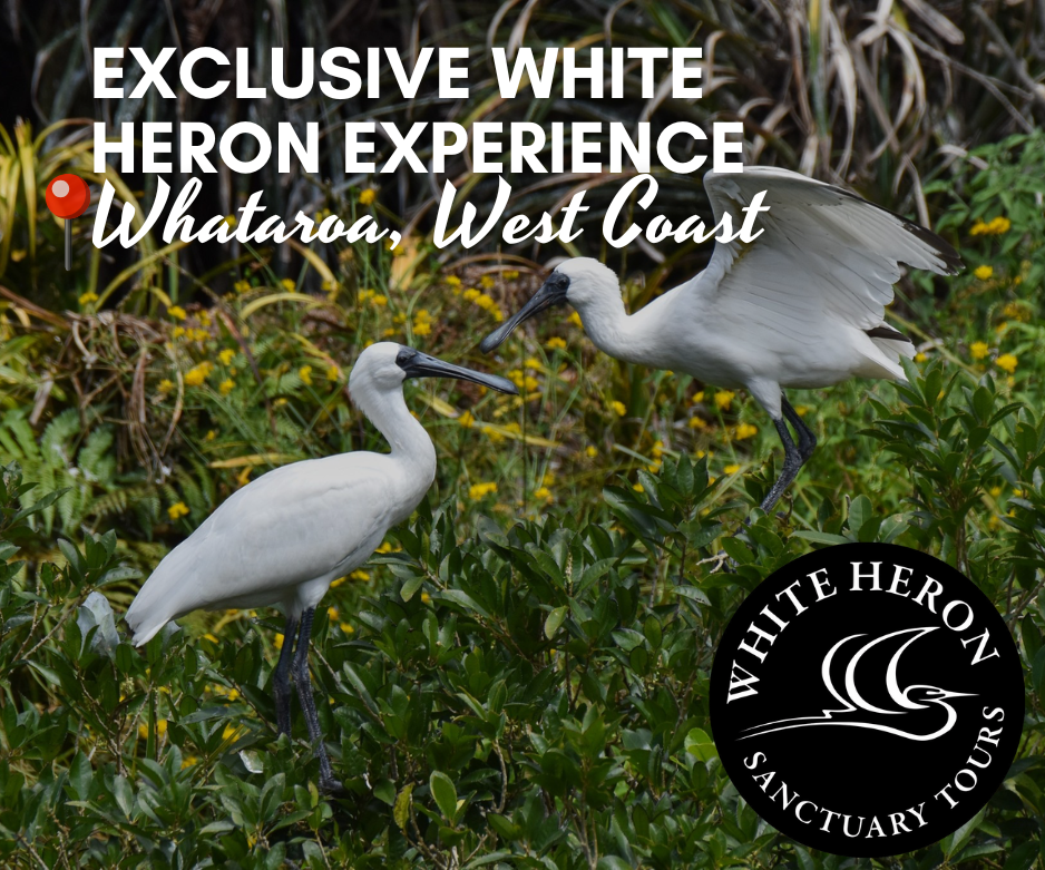 wo White Herons in lush West Coast wetlands during breeding season, Exclusive White Heron Experience tour in Whataroa, New Zealand with White Heron Sanctuary Tours logo