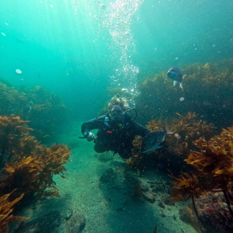 auckland scuba dive 768x768
