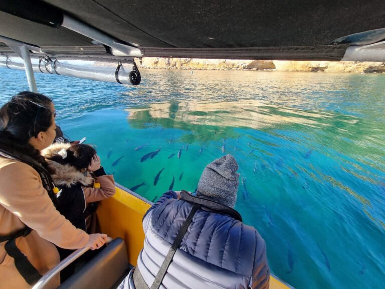 see marine life on a coromandel boat tour 768x576