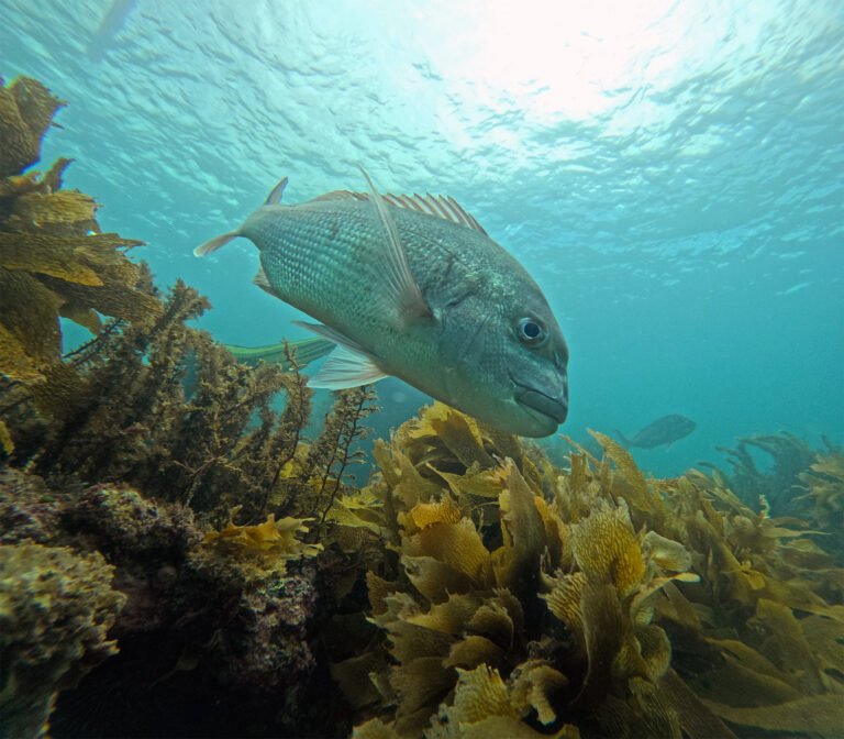 snorkel goat island 1 768x672