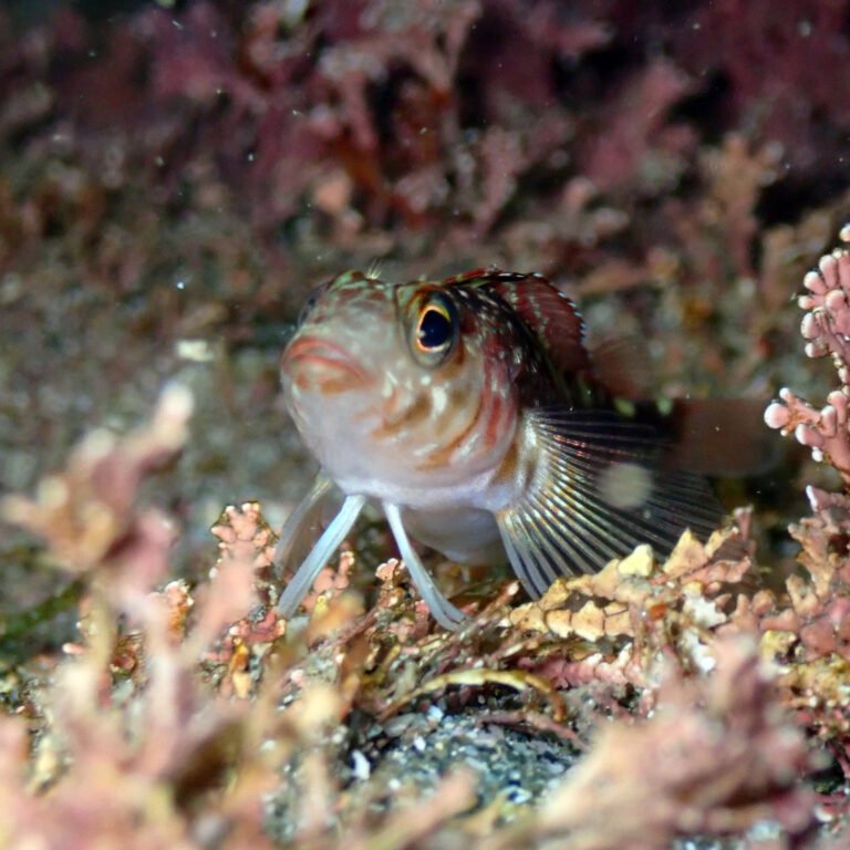 snorkel goat island 768x768