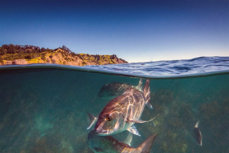 snorkeling auckland 1 768x512