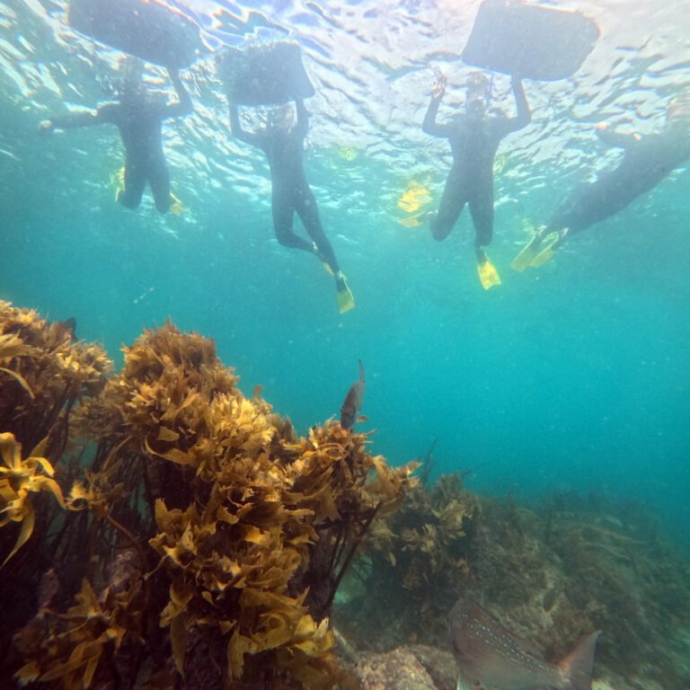 snorkeling goat island 768x768