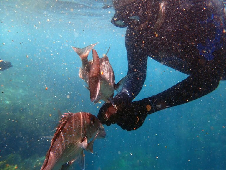 things to do in paihia 1 768x577