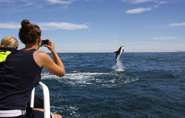 Dolphin watching tour Kaikoura 768x490