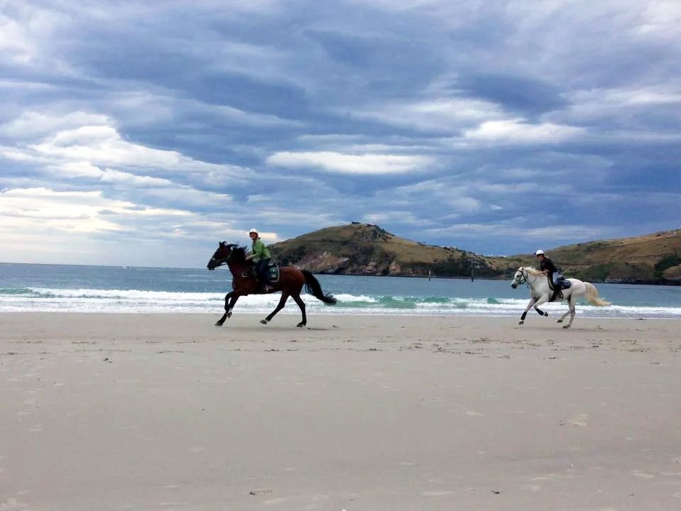 Horse riding along a sandy Dunedin beach, Otago Peninsula, New Zealand