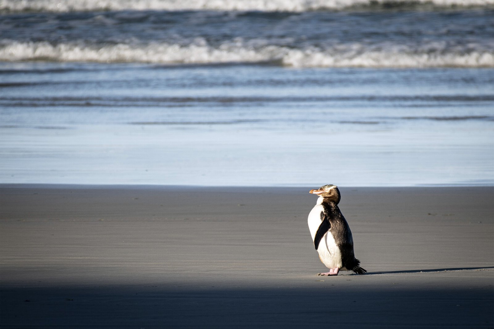Rare yellow-eyed penguin on Otago Peninsula beach, Dunedin