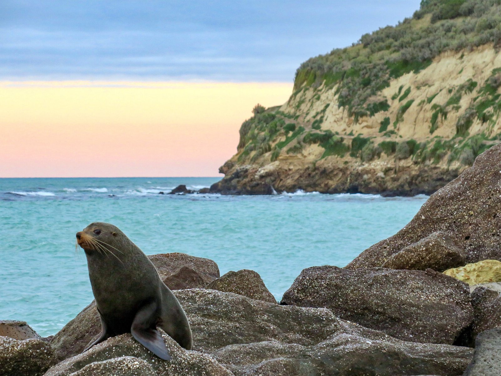 New Zealand sea lion resting on a rock at a Dunedin beach