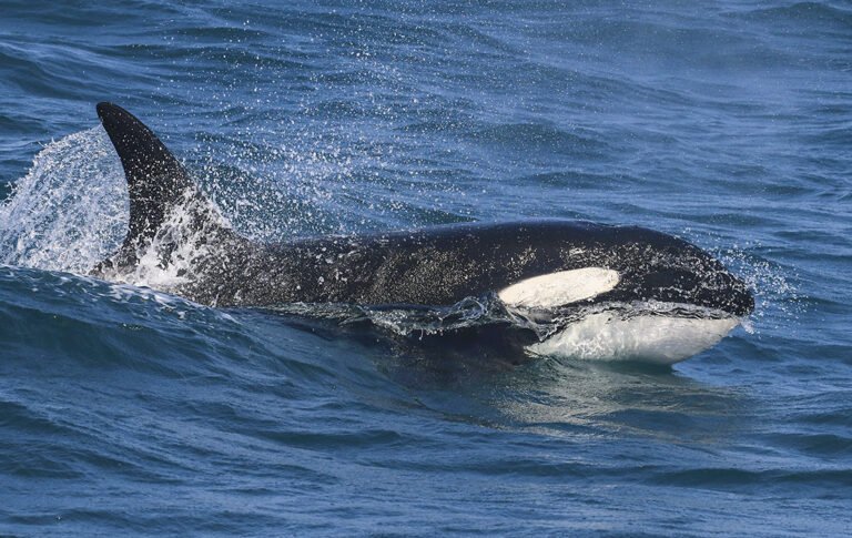 whales at kaikoura 768x485