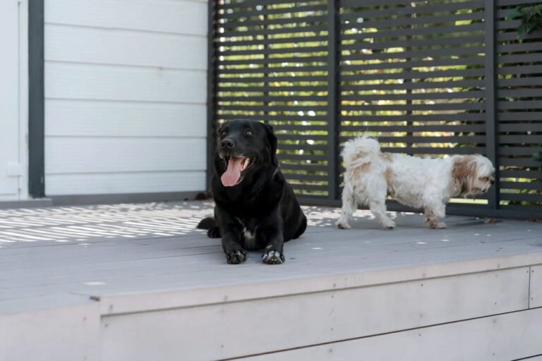 dog friendly accommodation hawkes bay 768x512