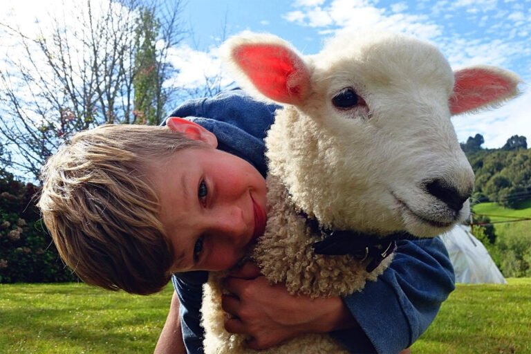 pet lambs at ripples retreat waikato family getaway 768x512
