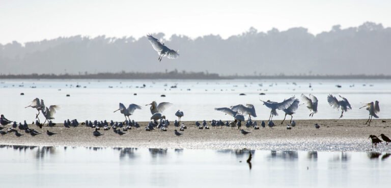 birdlife okarito lagoon tidal flats 768x371