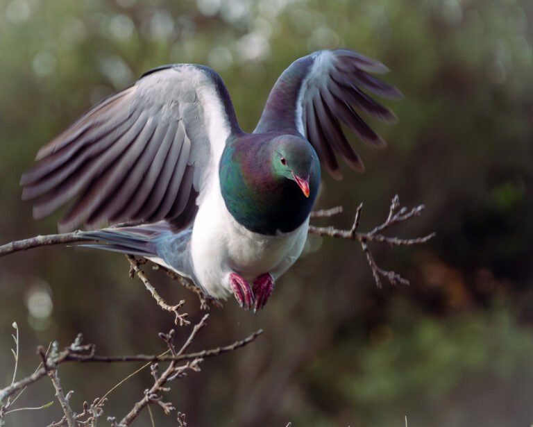 kereru native bird okarito forest 768x615