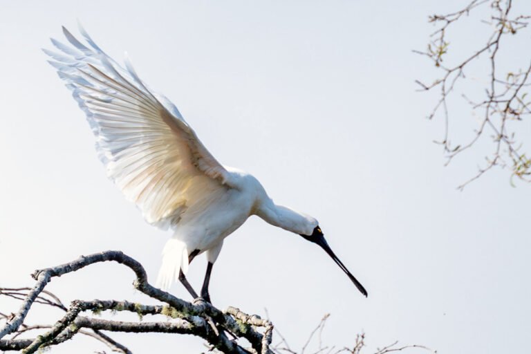 kotuku landing okarito lagoon birdlife 768x512