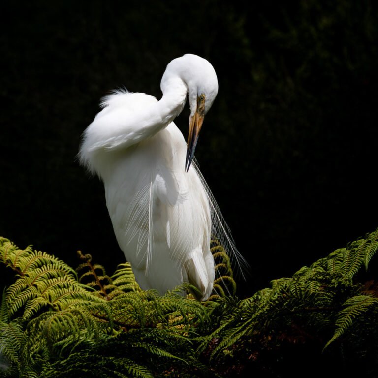 kotuku white heron okarito lagoon wetland 768x768