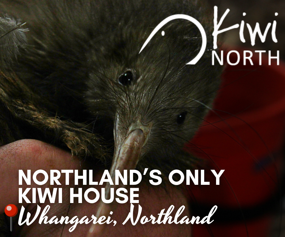 kiwi house group activity in Whangarei northland. See kiwis up close  