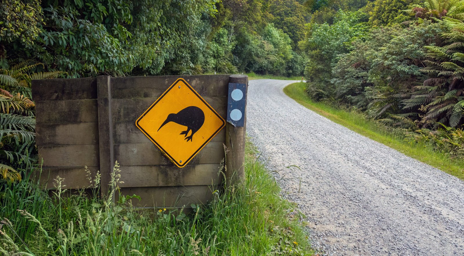 Kiwi habitat on Stewart Island New Zealand