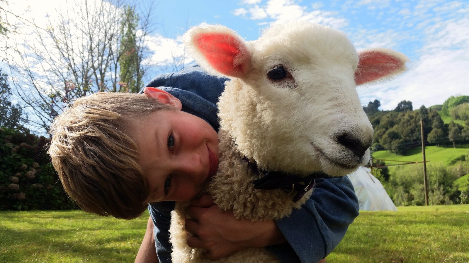 feeding lambs at ripples retreat farm stay waikato
