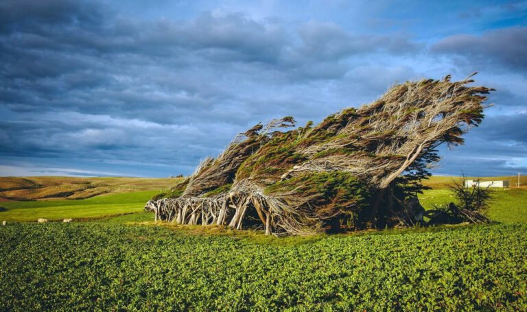 slope point catlins windswept trees 768x455