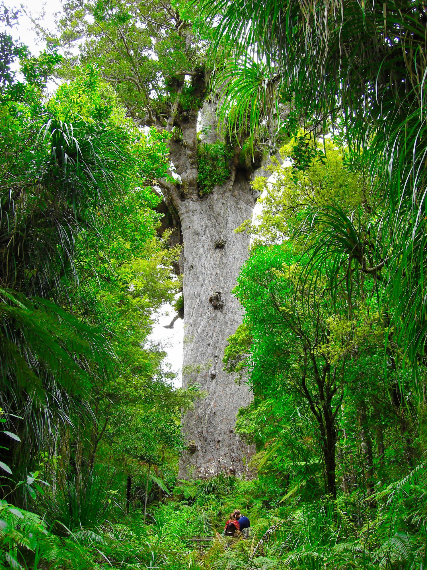 Tane Mahuta giant kauri tree Waipoua Forest Northland New Zealand