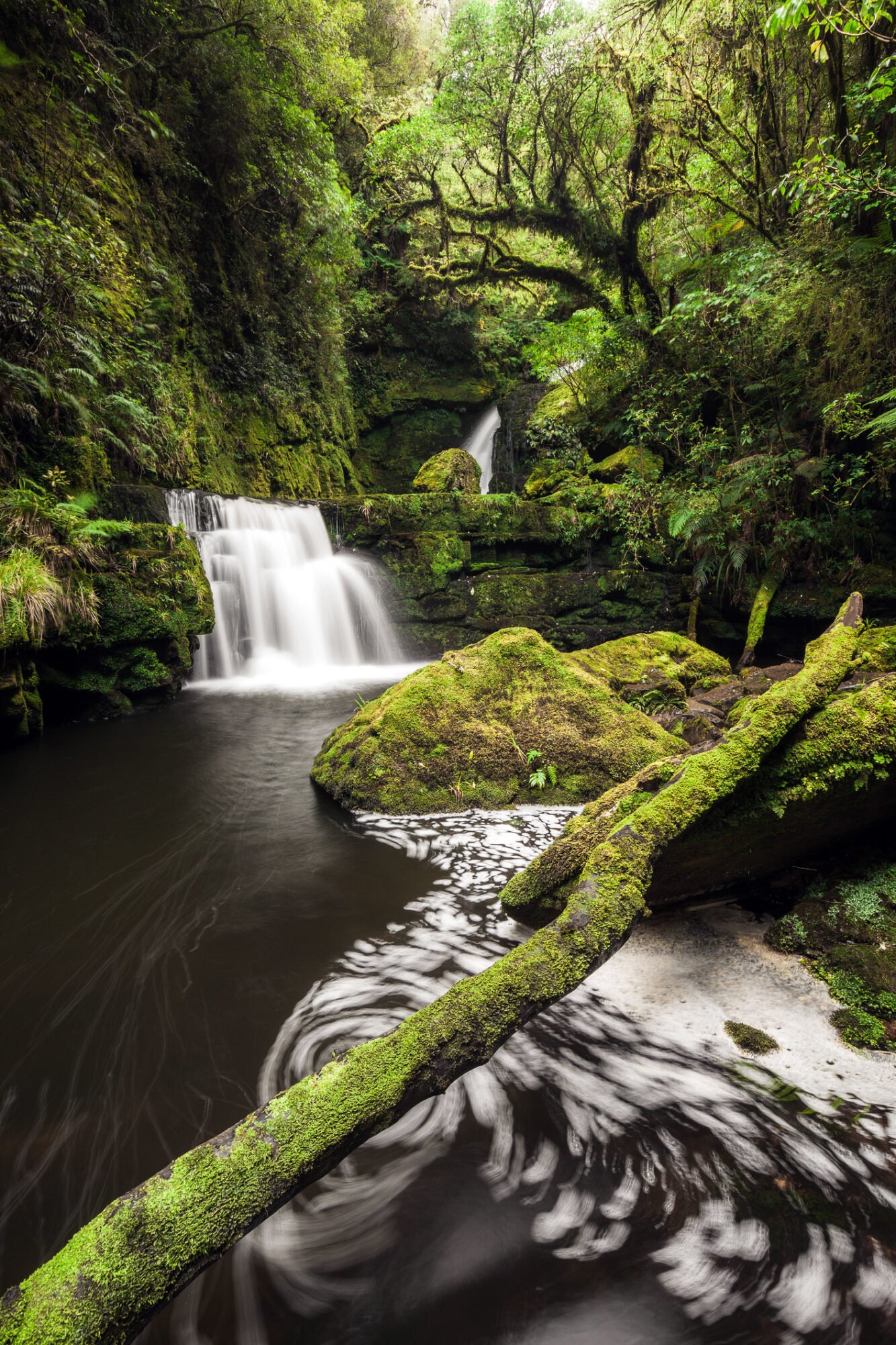 Southland New Zealand rainforest waterfall native bush scenic walk