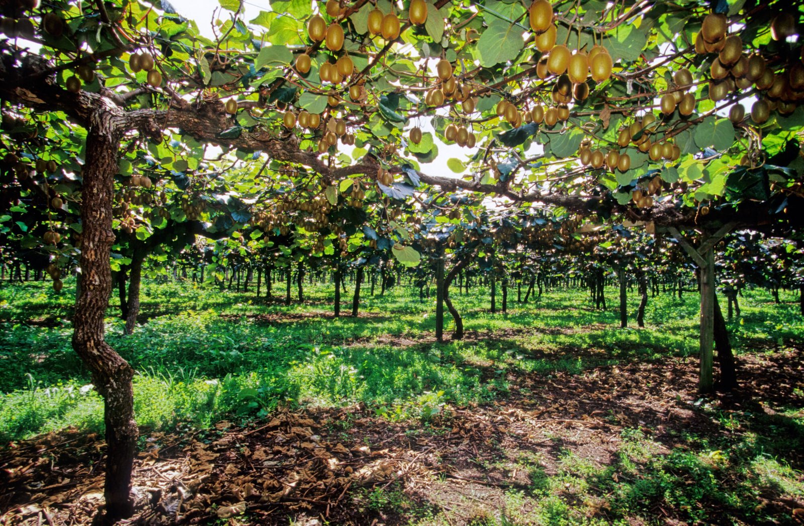 Kiwifruit orchard in the Bay of Plenty New Zealand