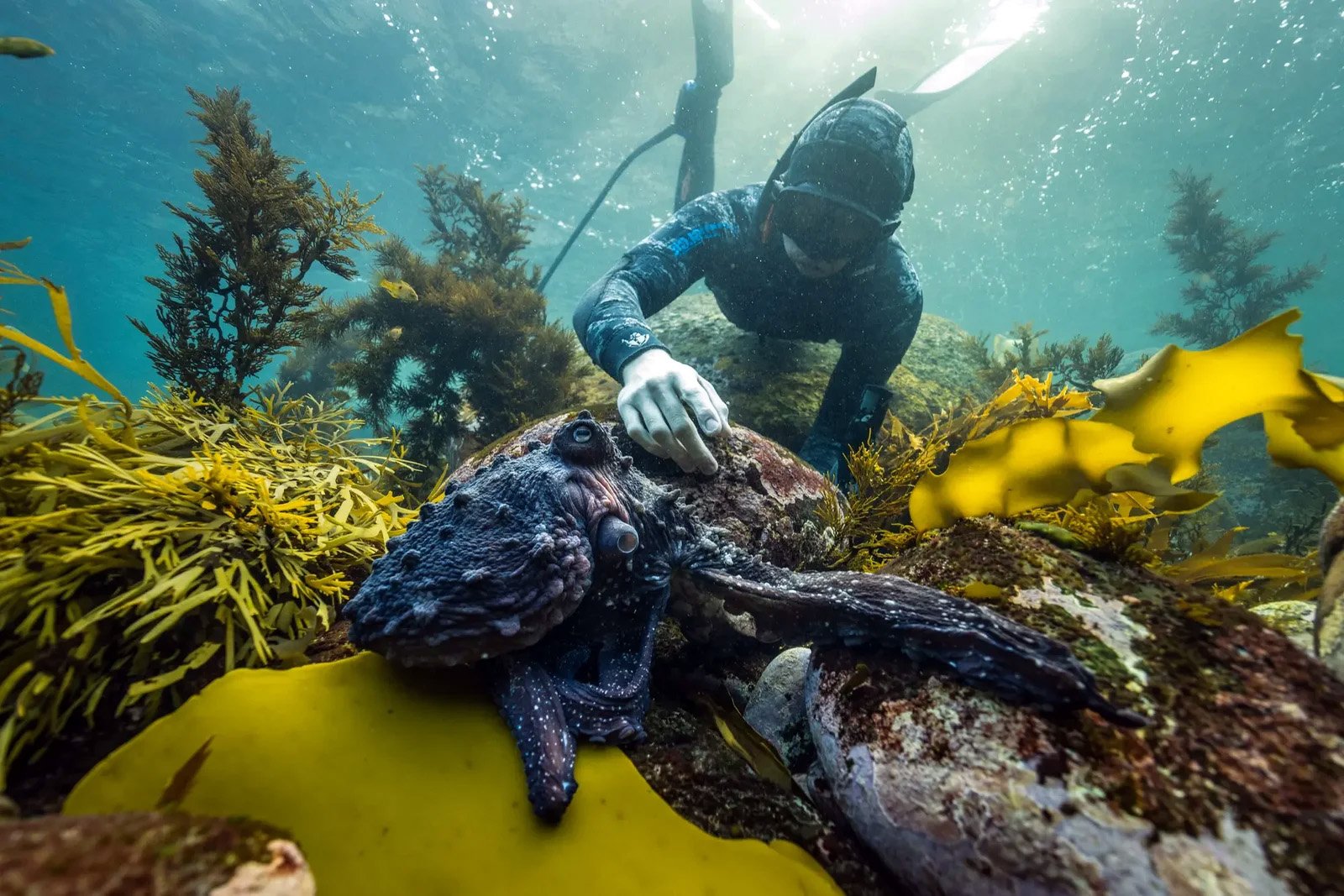 Dive Rakiura Stewart Island Southland New Zealand marine life diving underwater coastal ecosystem