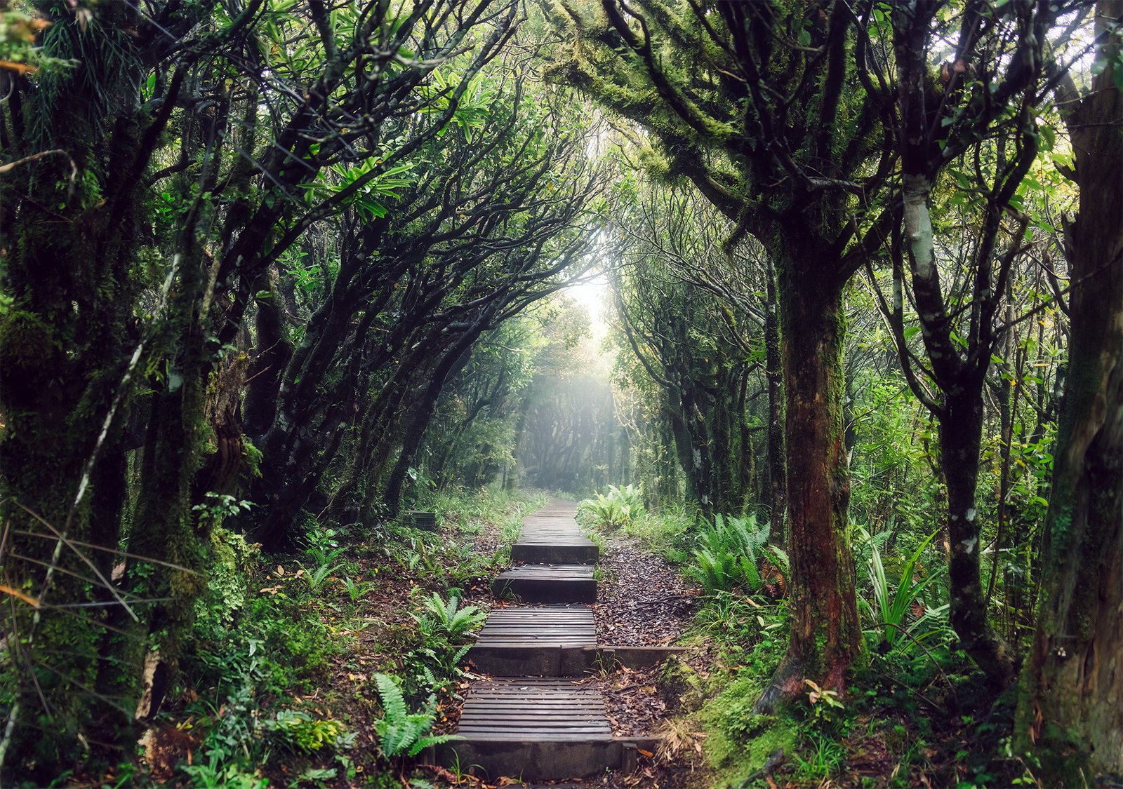 Egmont National Park forest walkway Taranaki