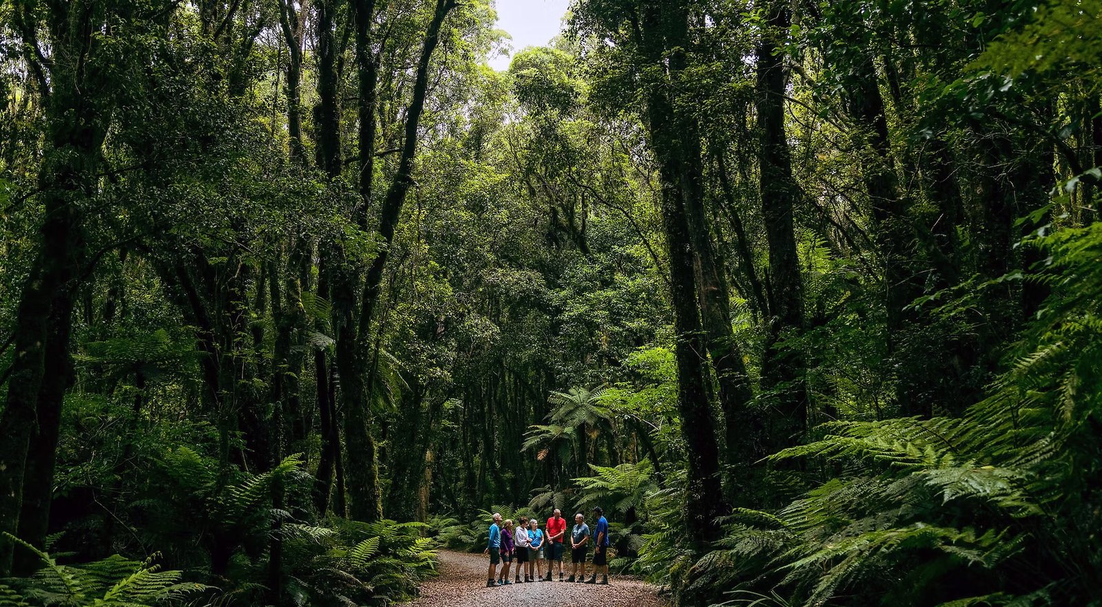 Scenic forest walk near Franz Josef Glacier on the West Coast of New Zealand