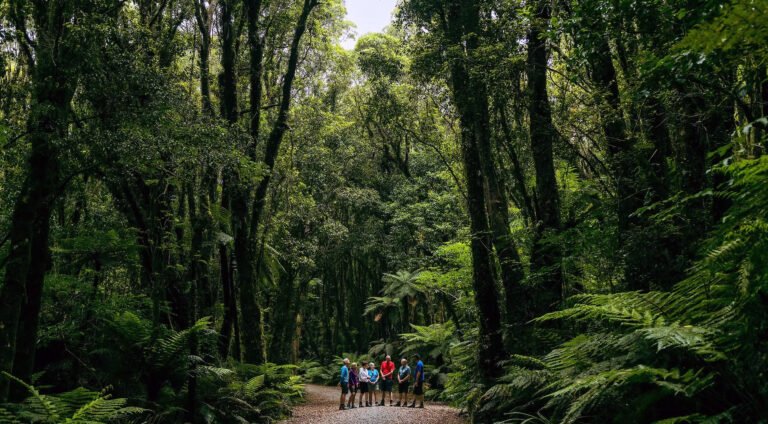 franz josef rainforest guided walk west coast 768x424