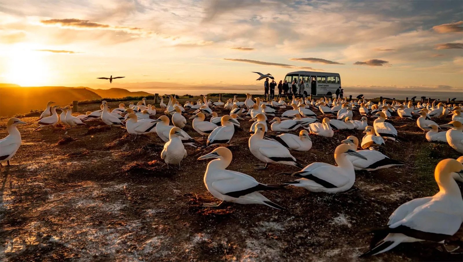 group tour Gannet Safaris Cape Kidnappers Hawkes Bay gannet colony sunset