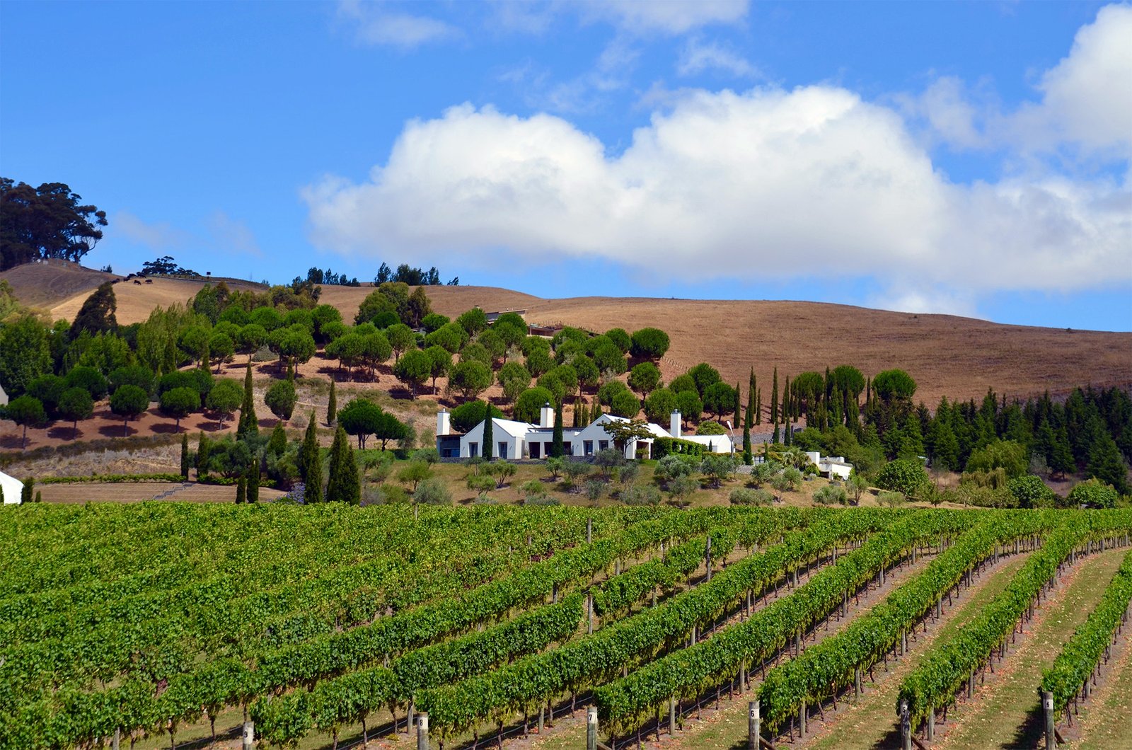 Hawke’s Bay vineyard and winery New Zealand