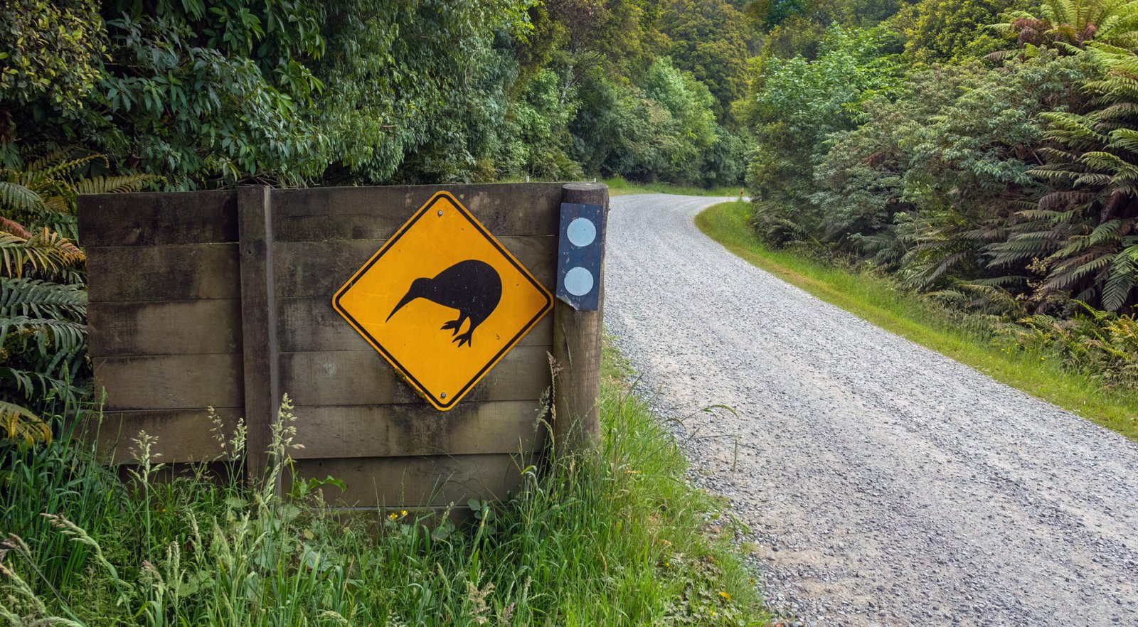 Southland New Zealand kiwi warning sign native wildlife rainforest road