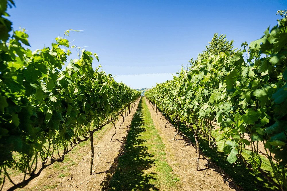 Martinborough vineyard rows Wairarapa wine region New Zealand