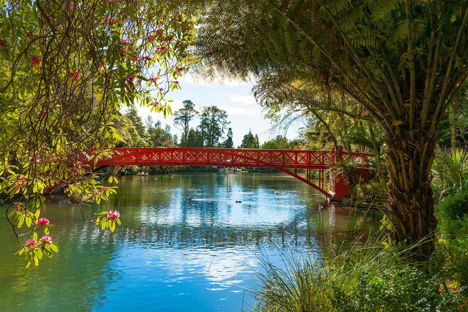 Pukekura Park red bridge New Plymouth gardens