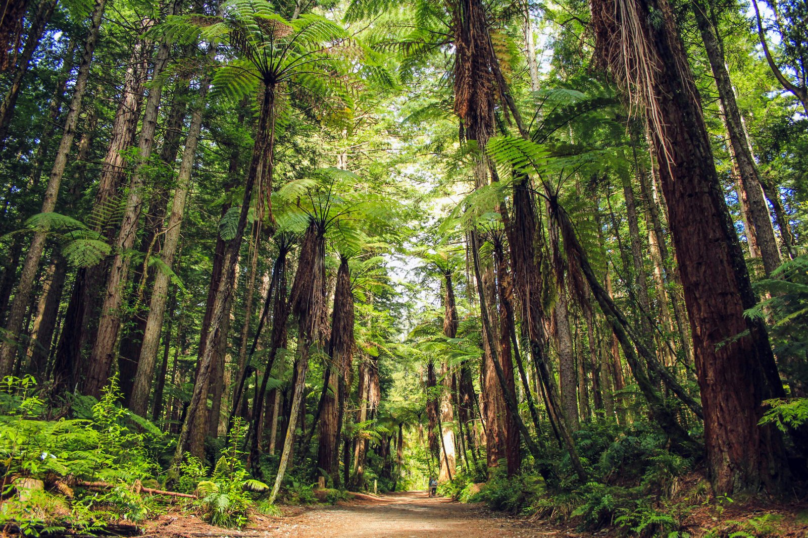 Redwood Forest Whakarewarewa in Rotorua New Zealand