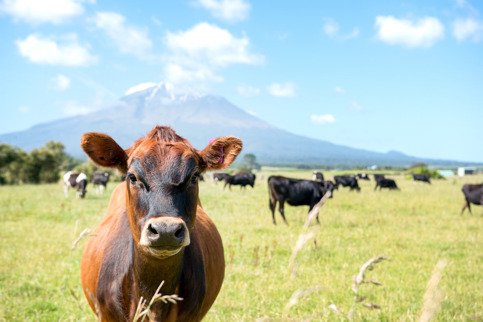 Taranaki farmland with cows and Mount Taranaki