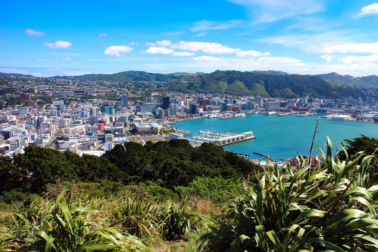 View of Wellington city and harbour from Mt Victoria NZ