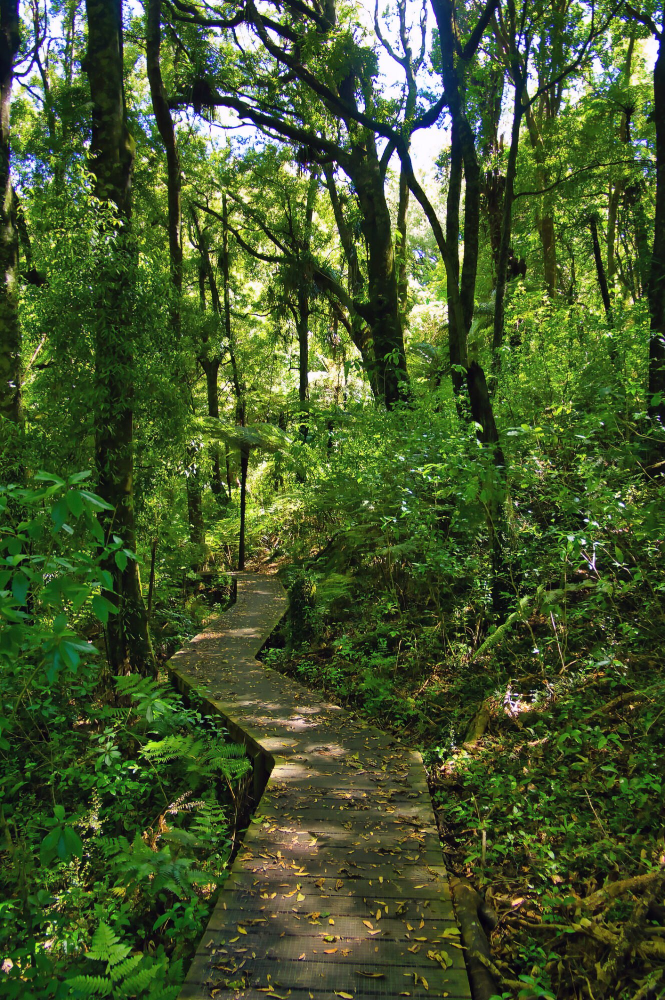 Native forest walking track Bay of Plenty New Zealand