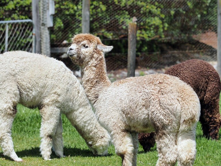 alpacas shining star hokitika 768x576