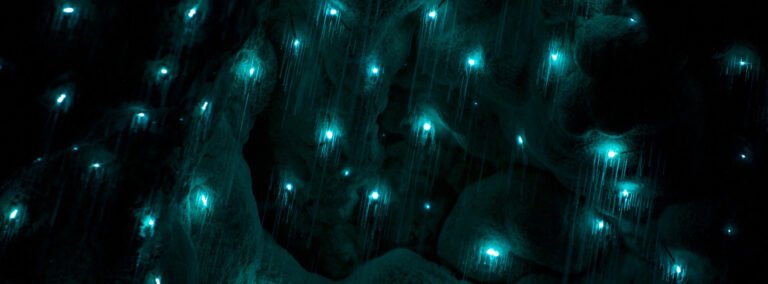 bay of islands glowworm caves tour 768x284