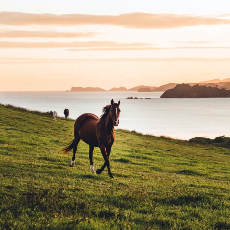 bay of islands horse riding coastal views 768x768