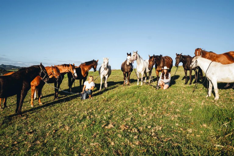 bay of islands horses waitangi 768x512